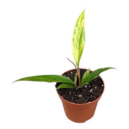 Philodendron Caramel Marble