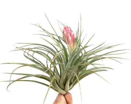 Tillandsia Silver + Flower