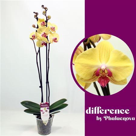 Phal 2st Goldion 14+ (phalaenova)