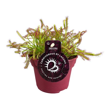 Drosera Capensis Rood