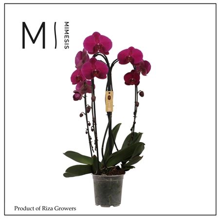 Phal 3st Crown Purple 24+ (mimesis)