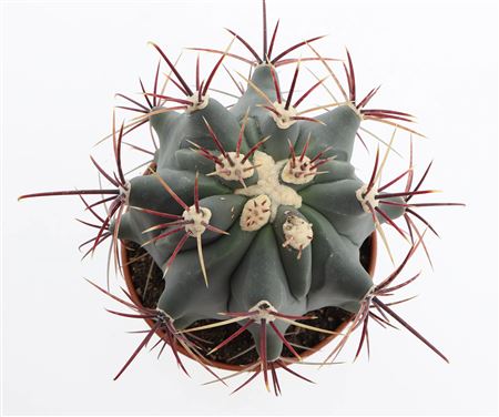 Ferocactus Emory