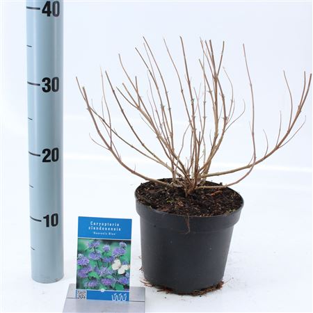 Caryopteris Cland Heavenly Blue