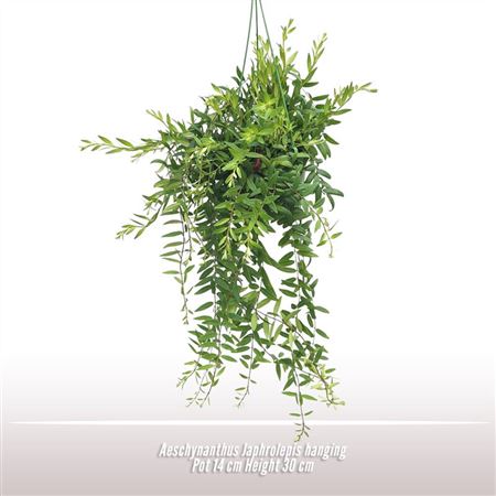 Aeschynanthus Japhrolepis Hang