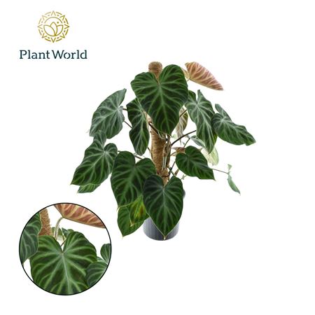 Philodendron Verrucosum Mosspole
