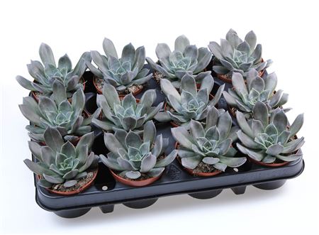 Echeveria Hybrid Subra