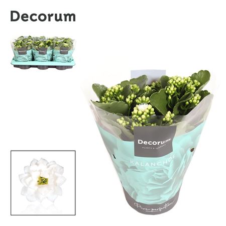 Kal Cal White (decorum).