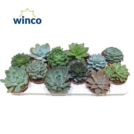 Echeveria Mix (10 Spc.)