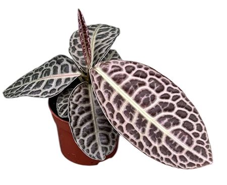 Labisia Turtle Back