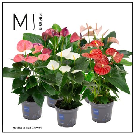 Anth An Karma Allstar Mix 5+