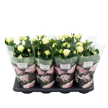 Rosa Patio Honora