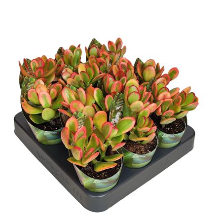 Crassula Portulacea Sunset Potcover
