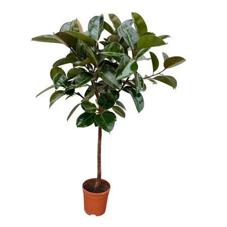 Ficus El Robusta On Stem