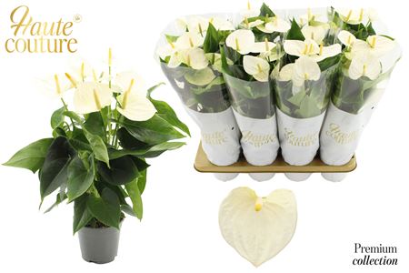 Anthurium 14 Cm Cocos In Haute Couture Sleeve