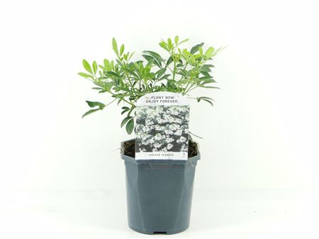 Choisya Ternata