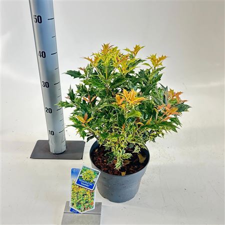 Osmanthus Het Goshiki