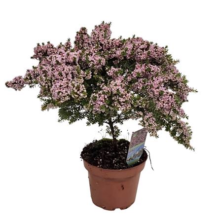 Thryptomene Saxicola On Stem