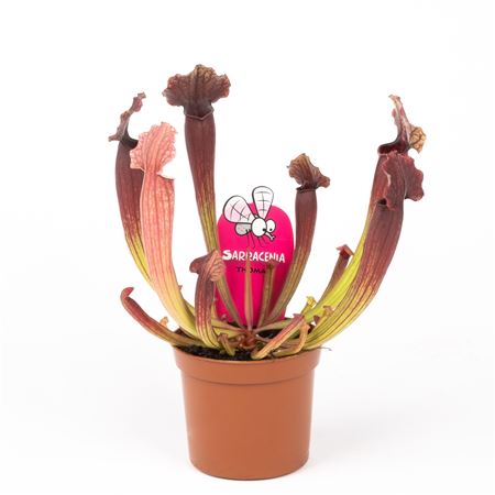 Sarracenia Thomas