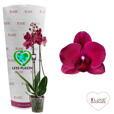 Phal 2st Montreux 18+ (лево)