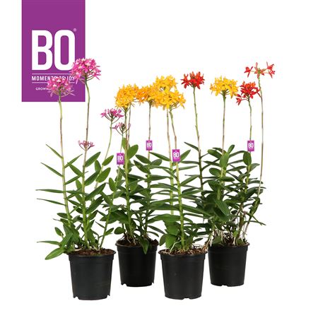 Epidendrum Mix 4 Stars