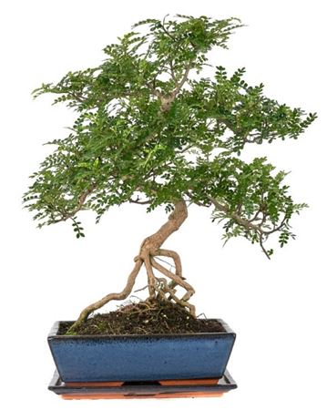 Bonsai Zanthoxylum Piperitum S-shape With Drip Tra
