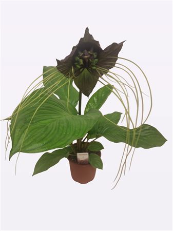 Tacca Black Or Green 1+