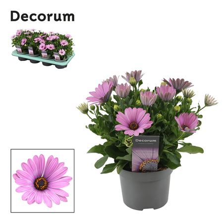Osteospermum Antique Rose (decorum)