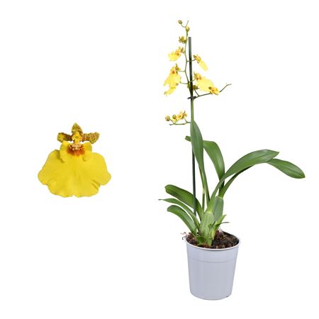 Oncidium 1st