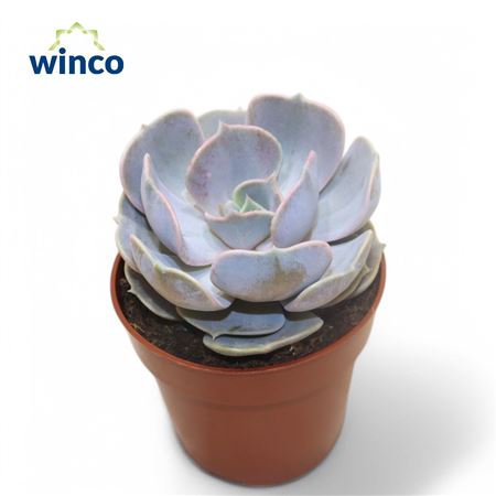 Echeveria Lilacina