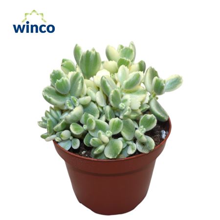 Cotyledon Ladysmithiensis Variagata