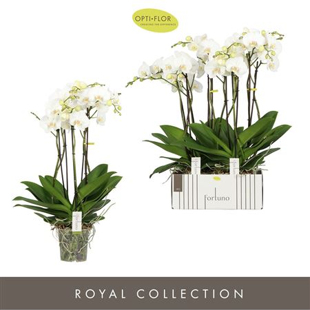 Phal 5st Fortuno Largo 30+ (opti)