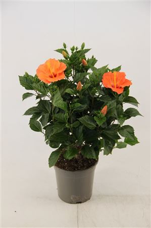 Hibiscus Bombay 21 Cm (peat Free )