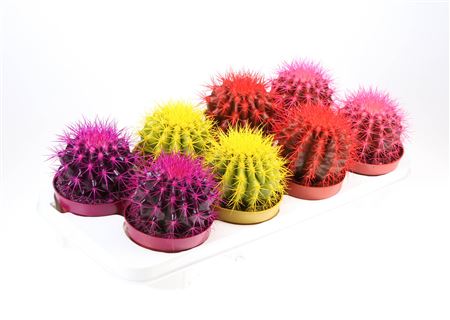 Echinocactus Rainbow Mix