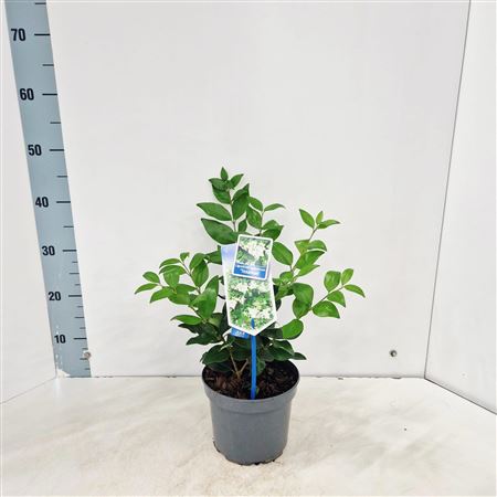 Ligustrum Jap Texanum