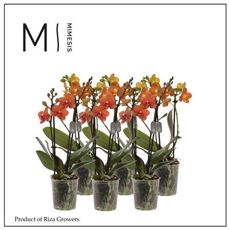Phal 2st Orange 16+ (orchid Growers)