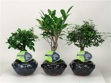 Bonsai Mix Indoor, 13 Cm., Broom, Without Drip Tra