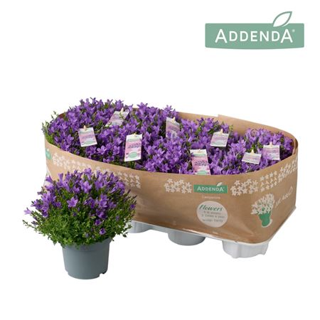 Campanula Ambella Intense Purple