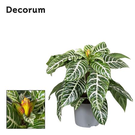 Aphelandra Squarrosa (decorum)