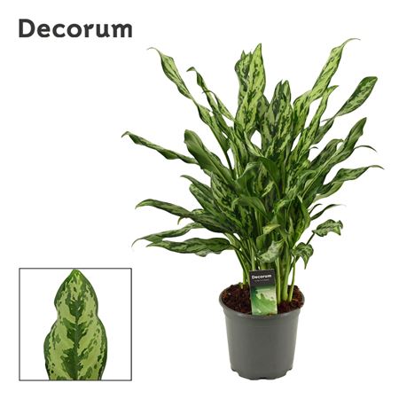 Aglaonema 17 Cm Miss Julliette (decorum)
