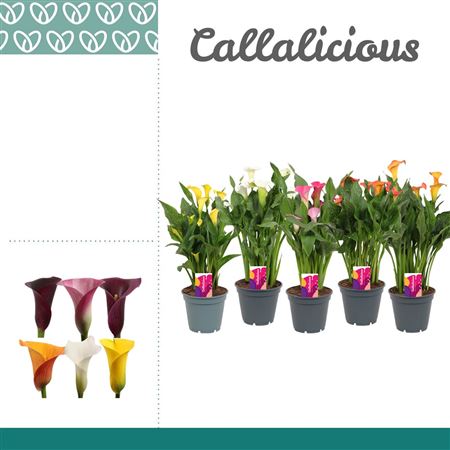 Zantedeschia Mix 5+