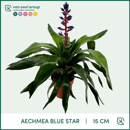 Aechmea Blue Star
