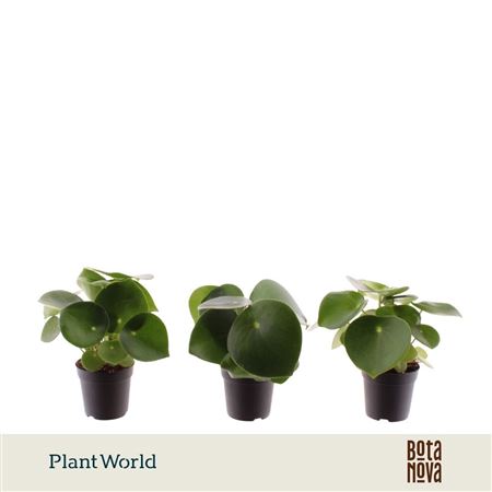 Peperomia Raindrop (decorum)