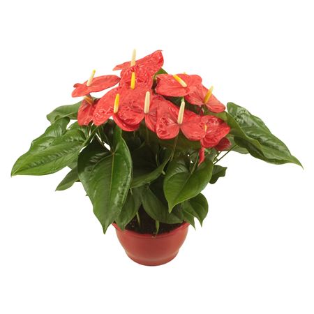 Anth An Aloha Red Bowl