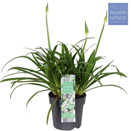 Agapanthus Ever White