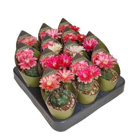 Gymnocalycium Baldianum With Potcover