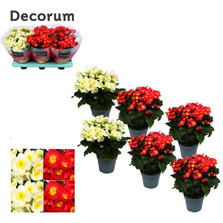 Begonia Valentino Mix (decorum)
