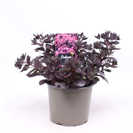 Sedum Suns Plum Dazzled