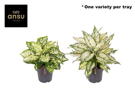 Aglaonema White Surprise Tray