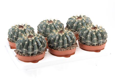 Notocactus Erinacereus