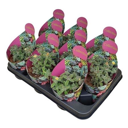 Delosperma Echinatum Collection With P